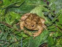 Toad in Garden
