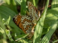 Mating Spotted Fritillary Butterflies
