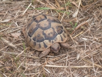 Hermans Tortoise