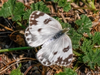 Balkan Marbled White Butterfly