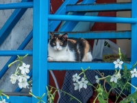 Cat at Bachus Taverna Messonghi