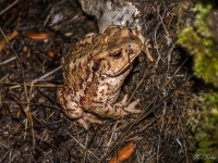 Toad (Bufo bufo)
