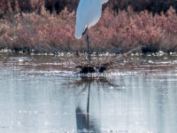 Great White Egret - Alikes
