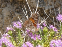 The migratory Painted Lady (Vanessa cardui)