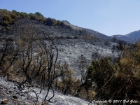 Aftermath of brush fires near Loutses August 2011