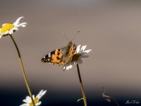 An Early Painted Lady - 2/2/2016