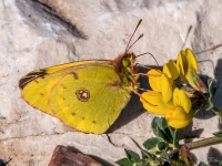 An Early Clouded Yellow - 3/2/2016