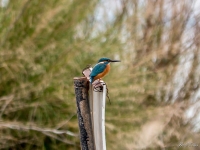 Kingfisher at Ag. Spiridon