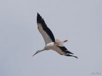 White Stork in Flight - Temploni