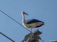 White Stork at rest - Temploni