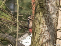 Greater Spotted Woodpecker, Chatteris October 2014