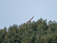 Common Buzzard Between Peritheia and Loutses