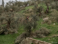 Olive Pruning